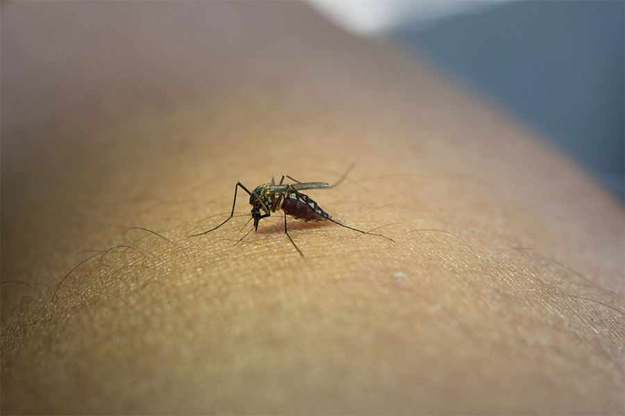 Así puede erradicar criaderos del mosquito del dengue
